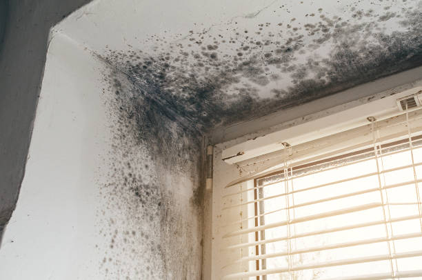 Affordable Commercial Mold Remediation solutions in Grawn, MI